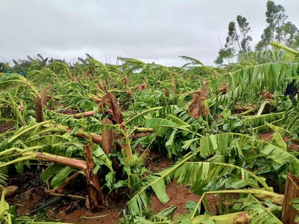 广州配资网 台风“麦德姆”正面登陆 粤西打响农业复产攻坚战
